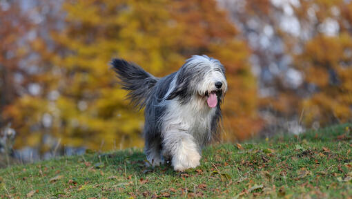 Bearded Collie Charakter Steckbrief weitere Tipps